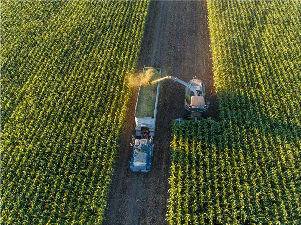 Harvest in the field
