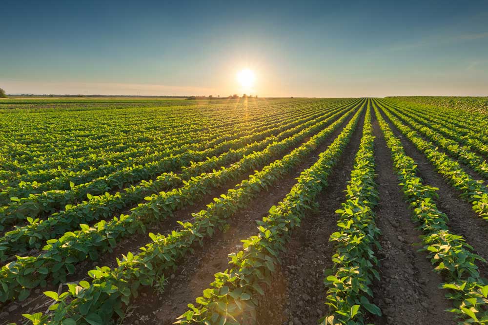 Sunset over bean field